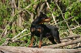 PINSCHER NAIN 122